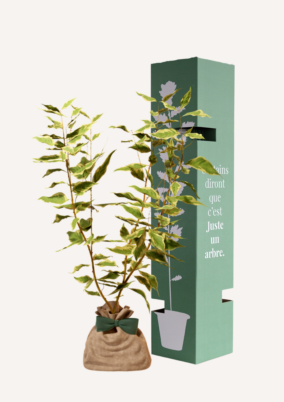 Cornouiller Blanc | Offrez un arbre pour célébrer les grands moments de vie (naissance, mariage, anniversaire). Un cadeau durable et personnalisé. - Image 2