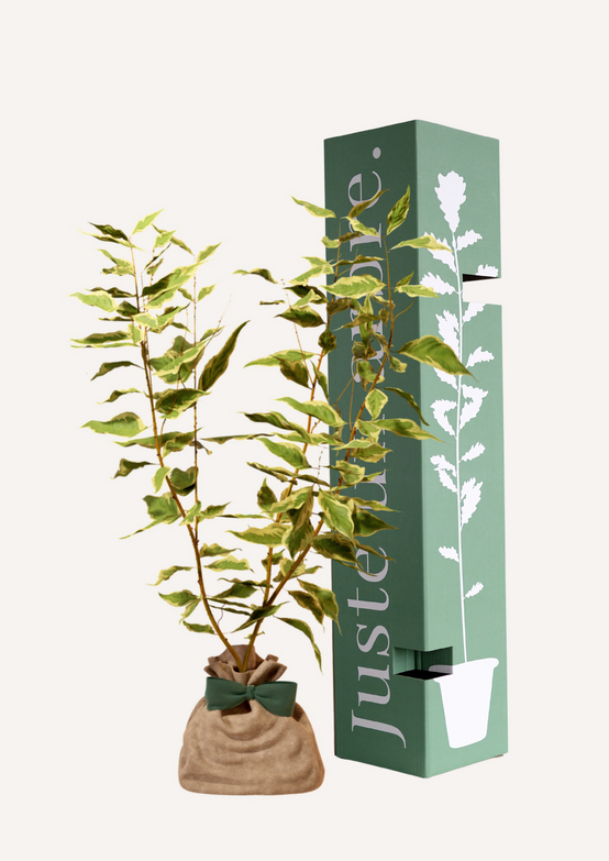 Cornouiller Blanc | Offrez un arbre pour célébrer les grands moments de vie (naissance, mariage, anniversaire). Un cadeau durable et personnalisé. - Image 1