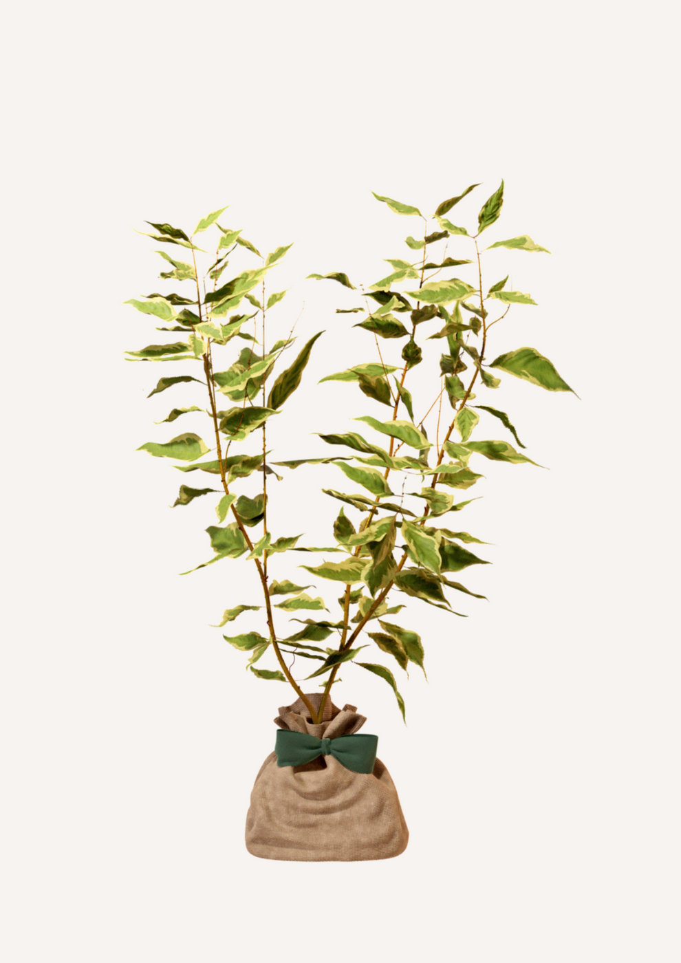 Cornouiller Blanc | Offrez un arbre pour célébrer les grands moments de vie (naissance, mariage, anniversaire). Un cadeau durable et personnalisé. - Image 3