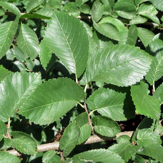 Ulmus minor - Orme champêtre Pot de 7,5L/10L - Image 1