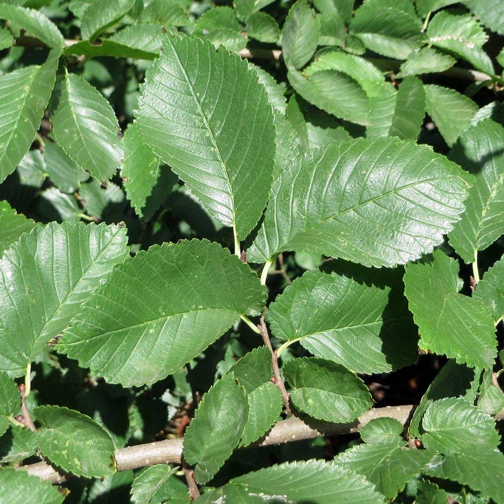 Ulmus minor - Orme champêtre Pot de 7,5L/10L - Image 1