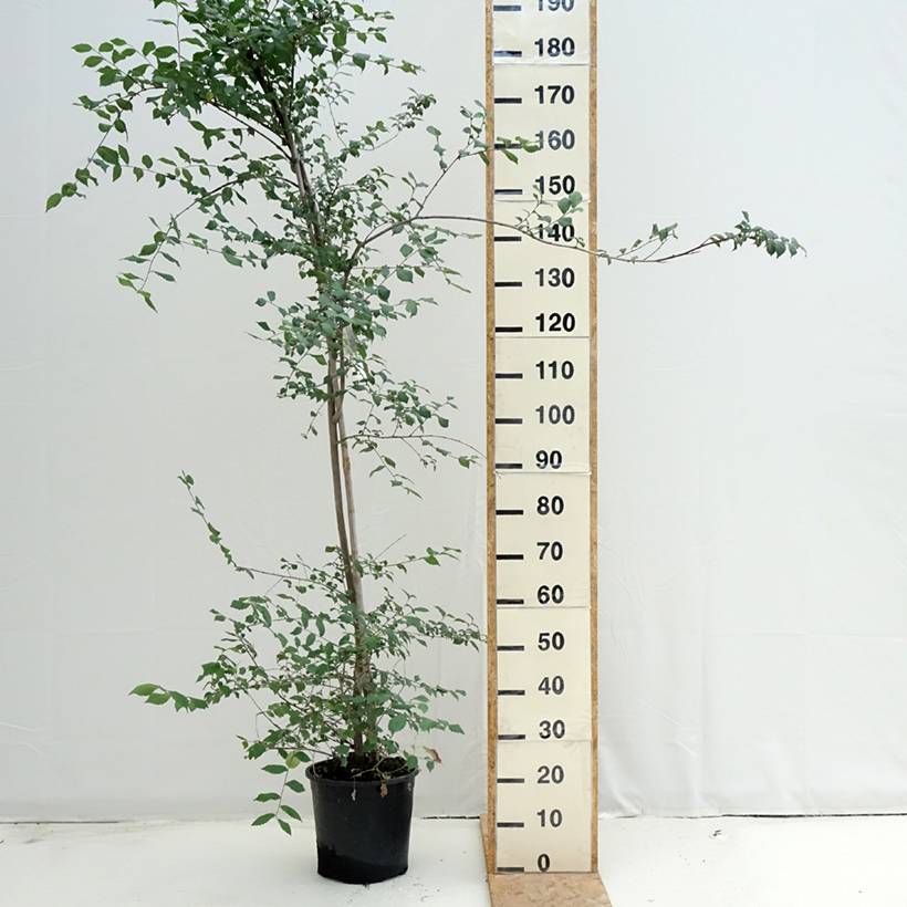 Ulmus minor - Orme champêtre Pot de 7,5L/10L - Image 2