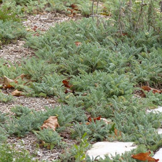Promesse de Fleurs - Achillée - Achillea crithmifolia Pot de 2L/3L