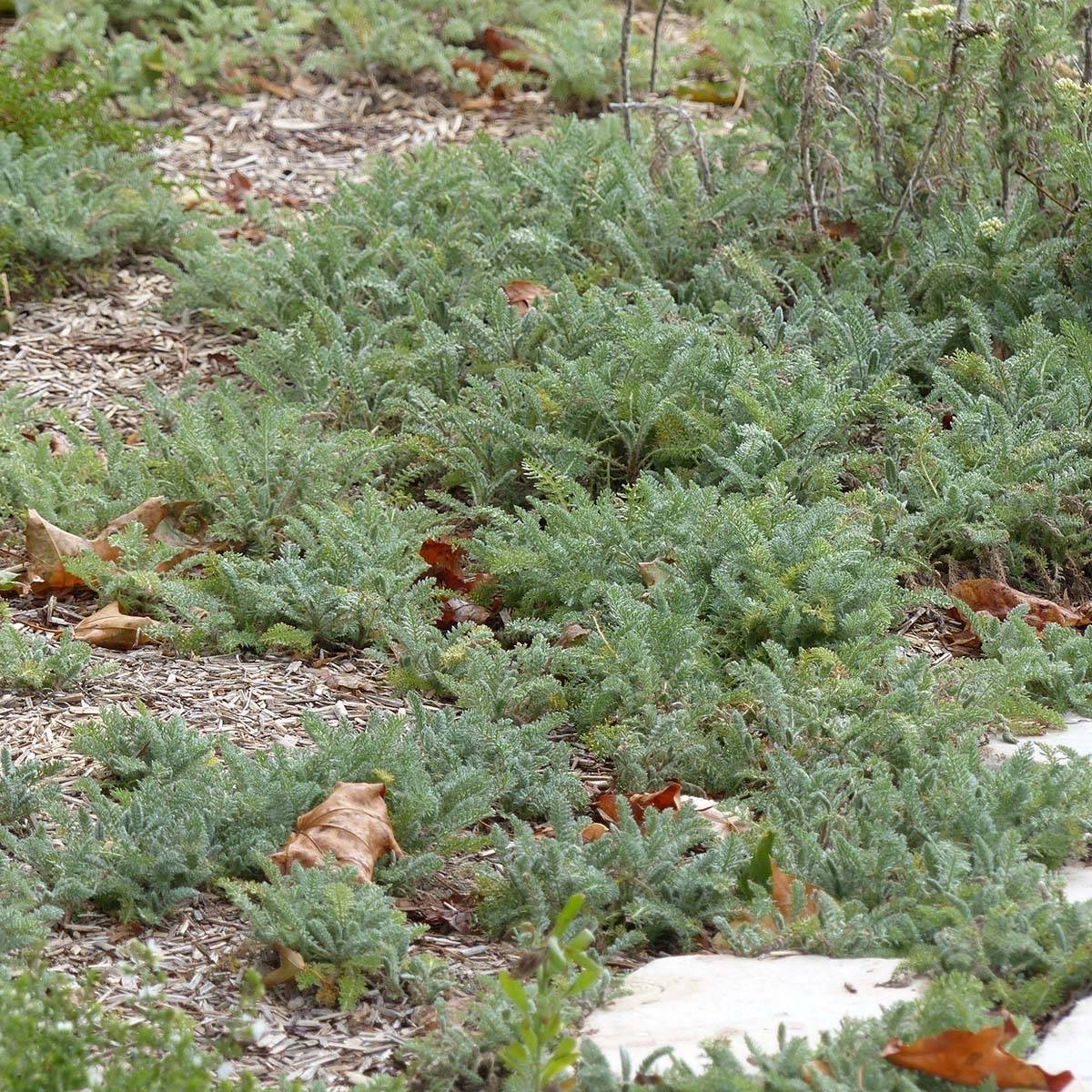 Promesse de Fleurs - Achillée - Achillea crithmifolia Pot de 2L/3L