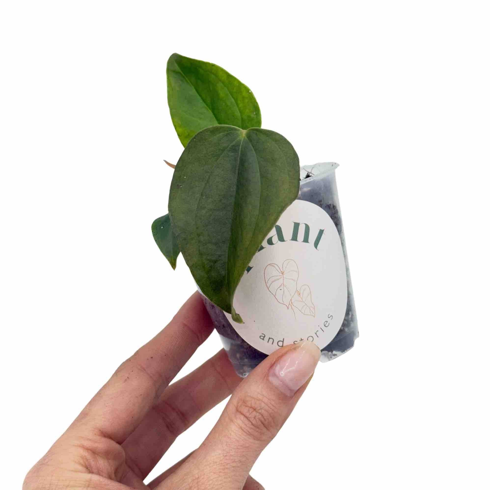Anthurium Queen Of Hearts - Pot de 6cm - Plantes d'intérieur - Image 1