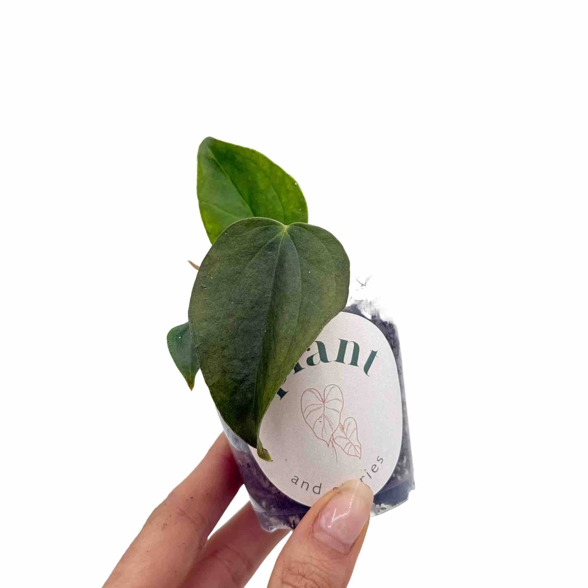 Anthurium Queen Of Hearts - Pot de 6cm - Plantes d'intérieur - Image 5