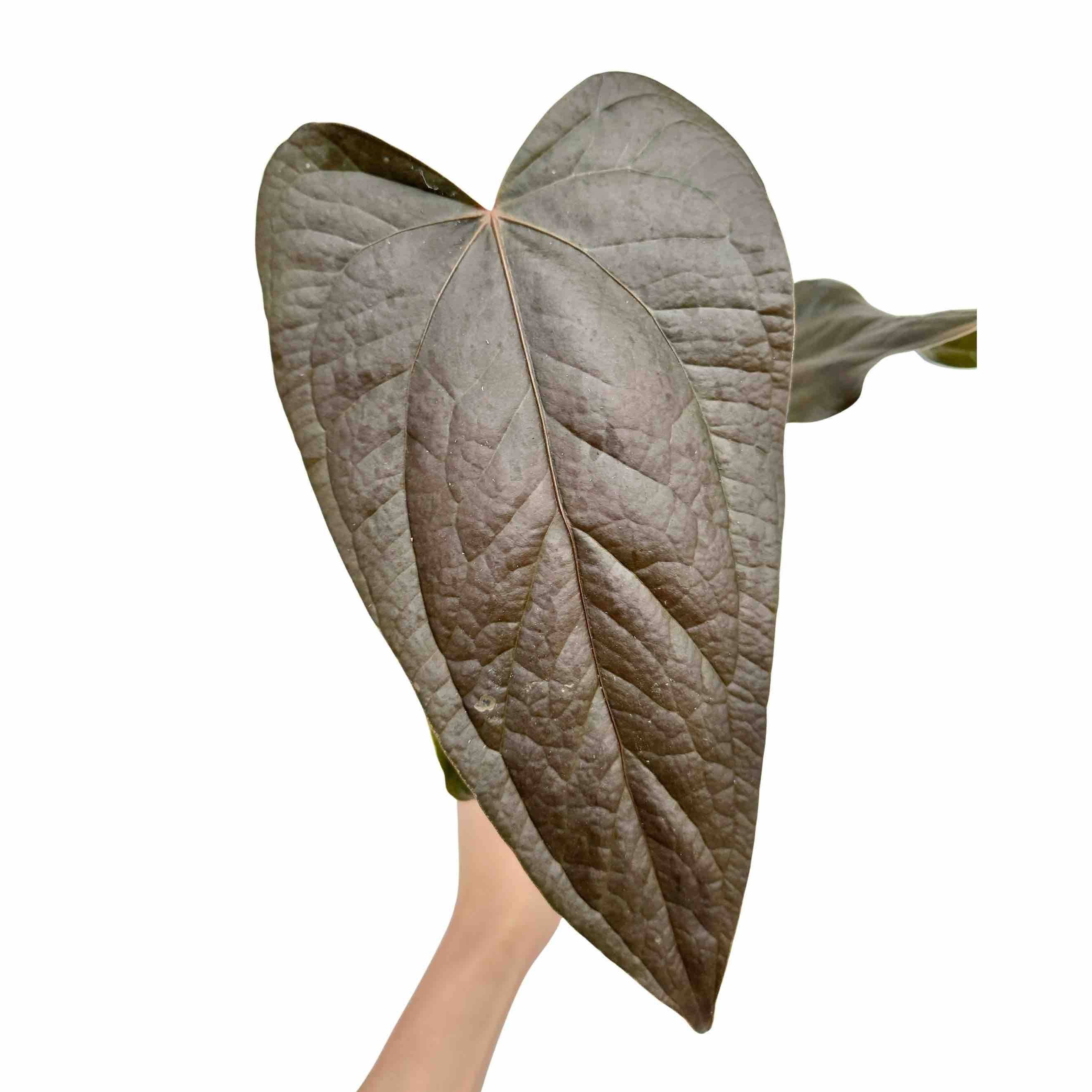 Anthurium Queen Of Hearts - Pot de 6cm - Plantes d'intérieur - Image 7
