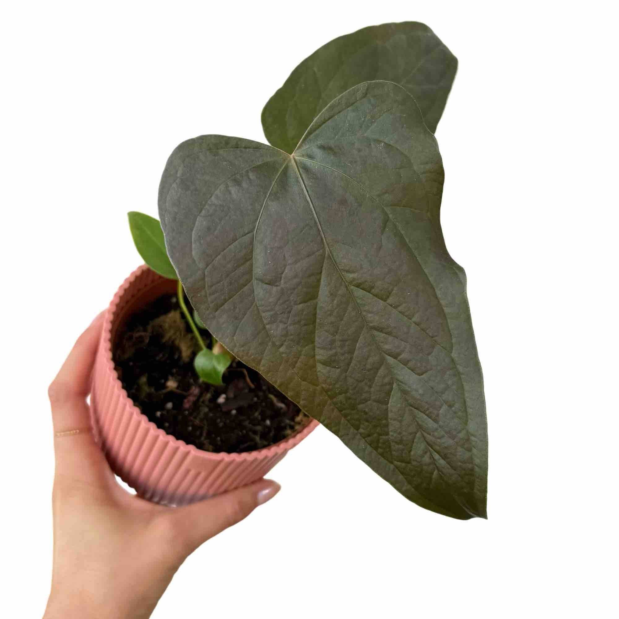 Anthurium Queen Of Hearts - Pot de 6cm - Plantes d'intérieur - Image 6