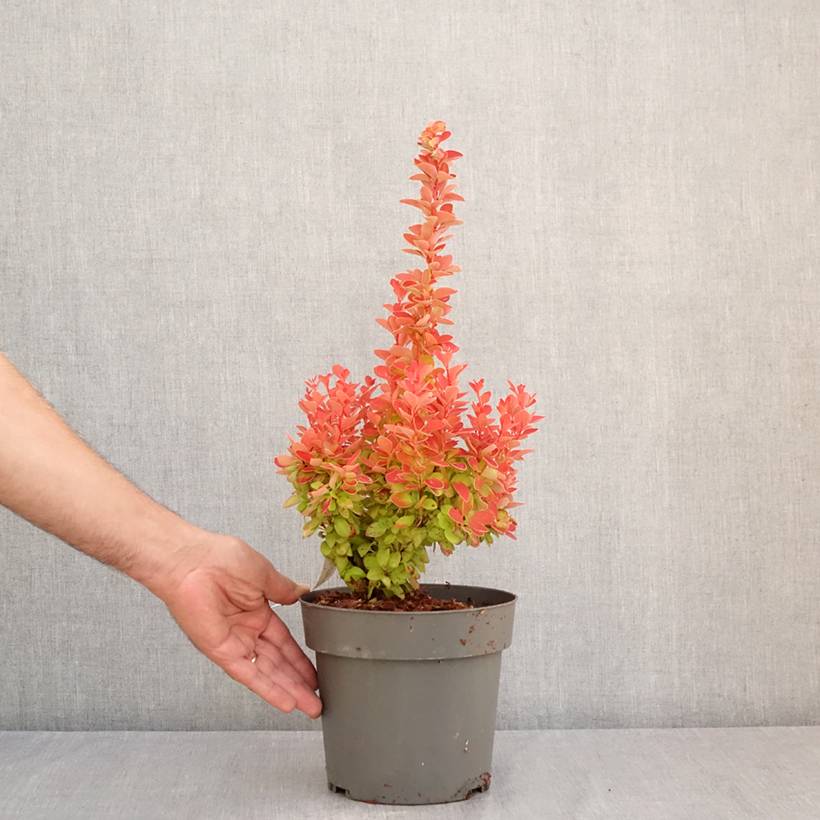 Berberis (x) thunbergii Orange Ice - Epine-vinette Pot de 2L/3L - Image 2