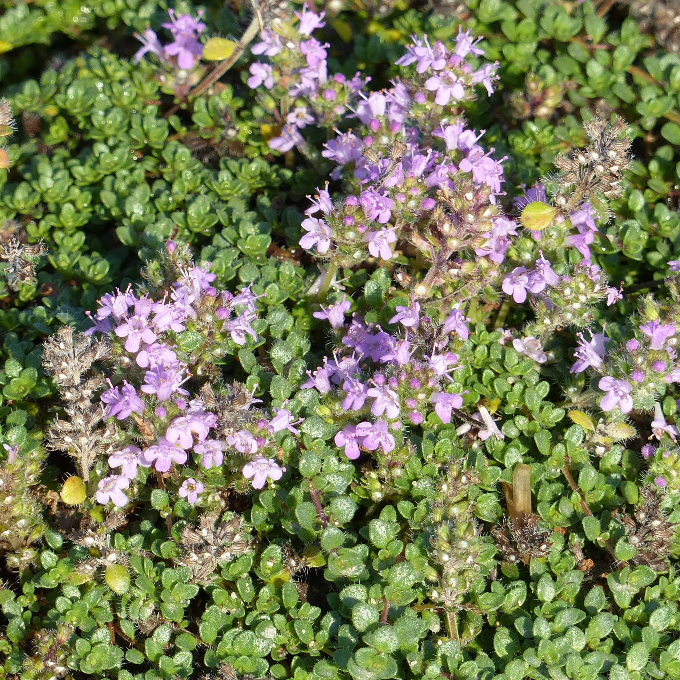 Thymus hirsutus - Thym hirsute Pot de 2L/3L