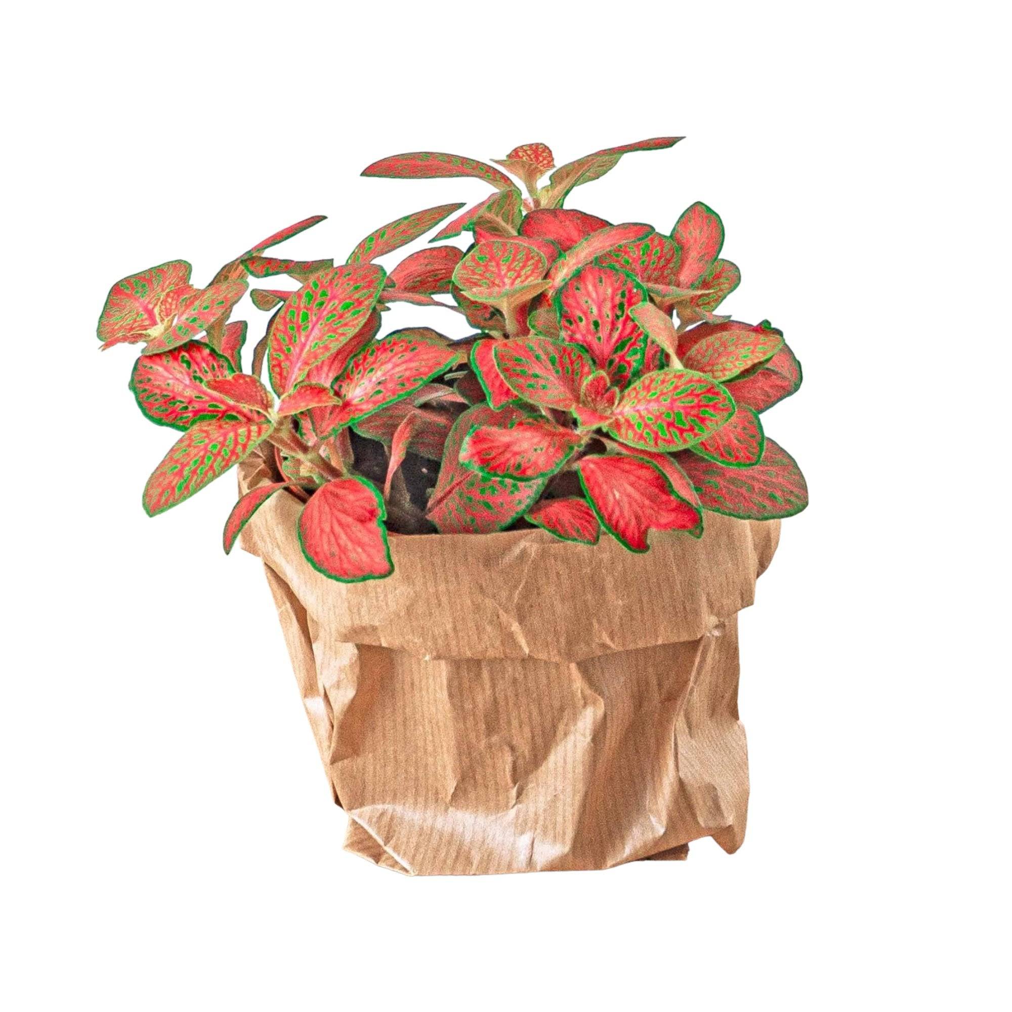 La Green Touch - Fittonia rouge