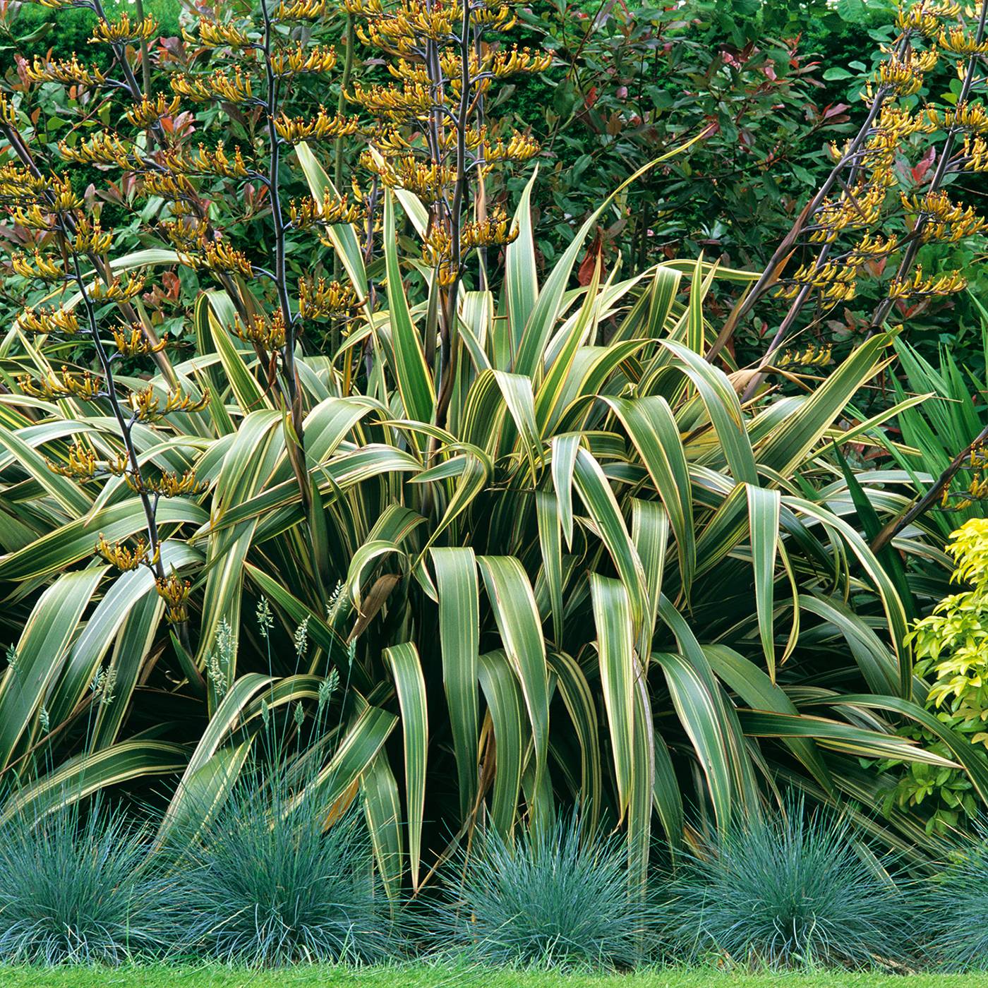 Phormium tenax Variegatum - Lin de Nouvelle-Zélande Pot de 2L/3L