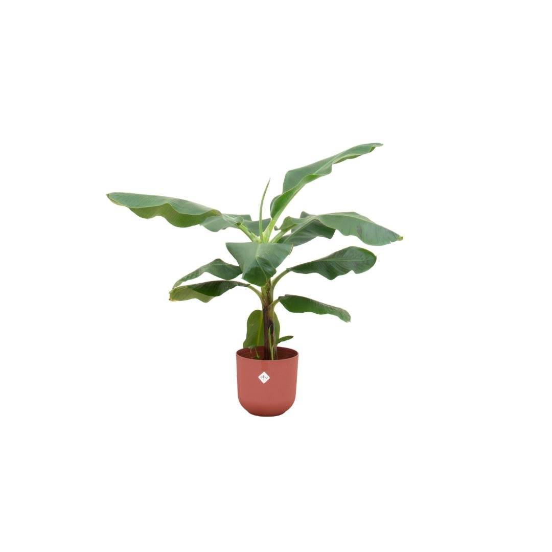 Bananier Musa 100cm et son pot- La Green Touch Rouge - Hauteur 100cm