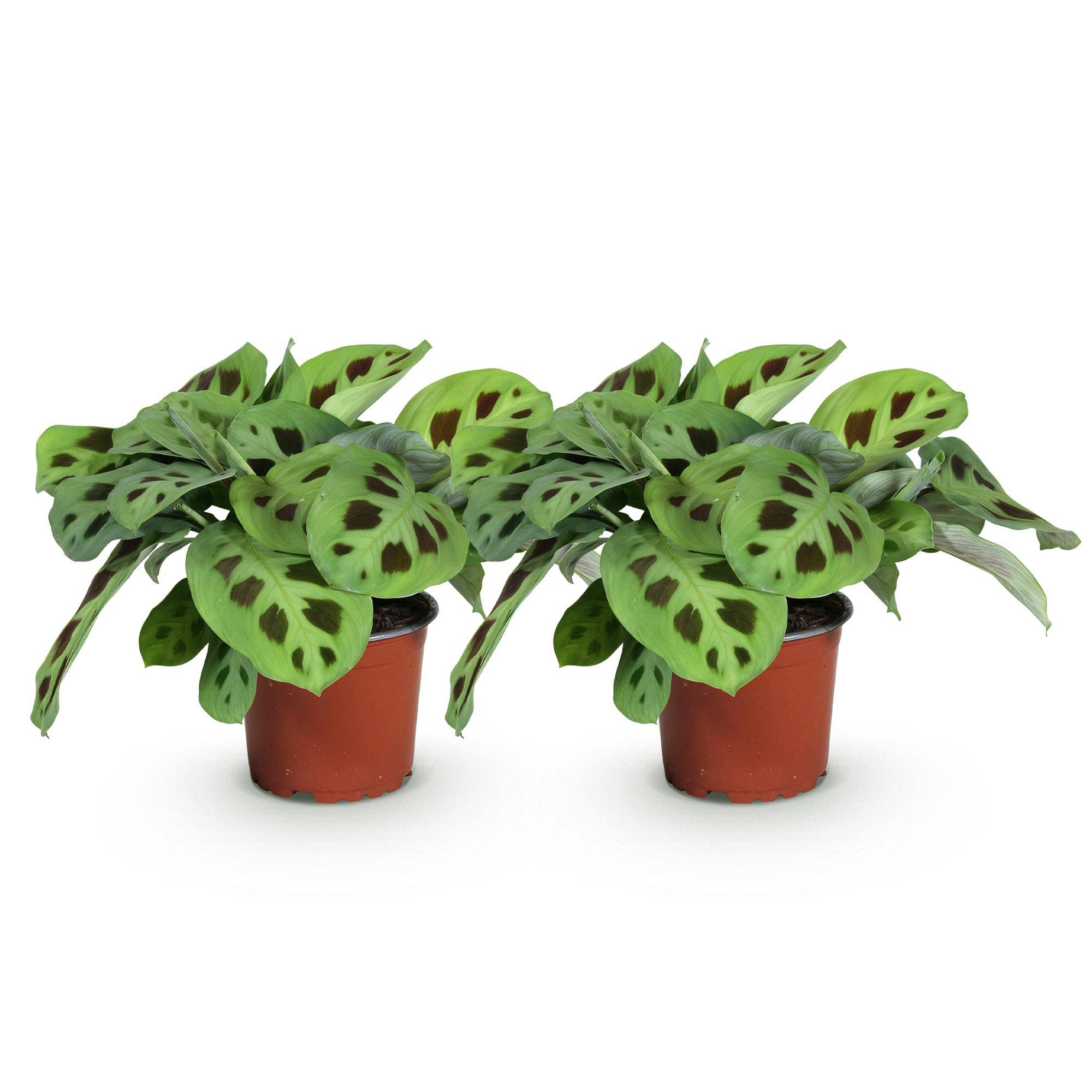 Maranta Fascinator Kerchoveana - Plante de prière - Pot de 12cm - Hauteur 30-35cm - 2 plantes - Plantes d'intérieur - Image 2