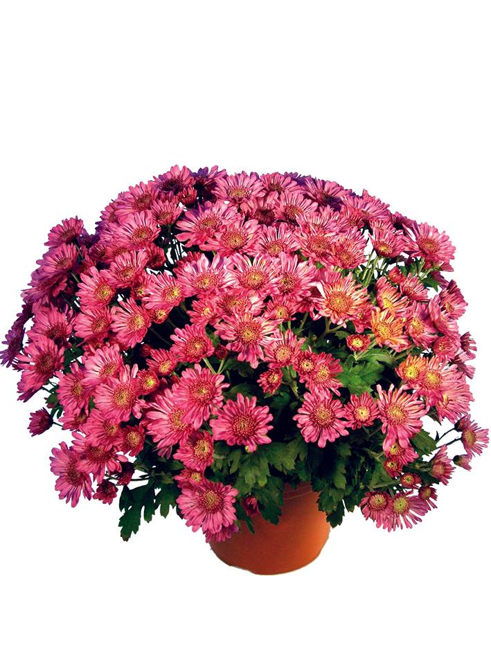 Fleuron D'Anjou - Chrysantheme pompon pot 19 cm d45/+ - Image 2