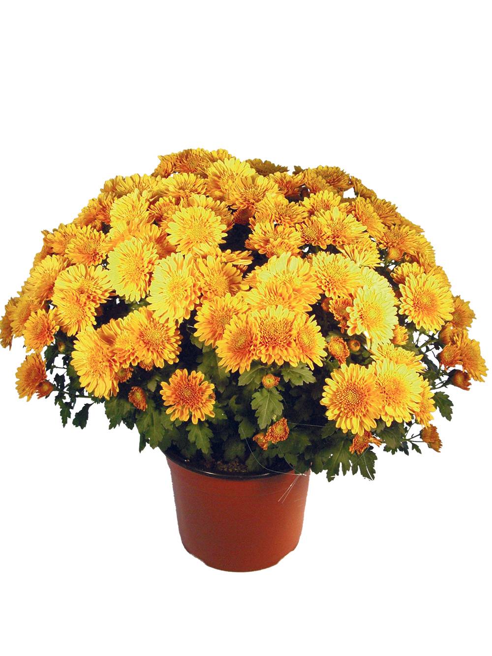 Fleuron D'Anjou - Chrysantheme pompon  pot 19 cm d45/+