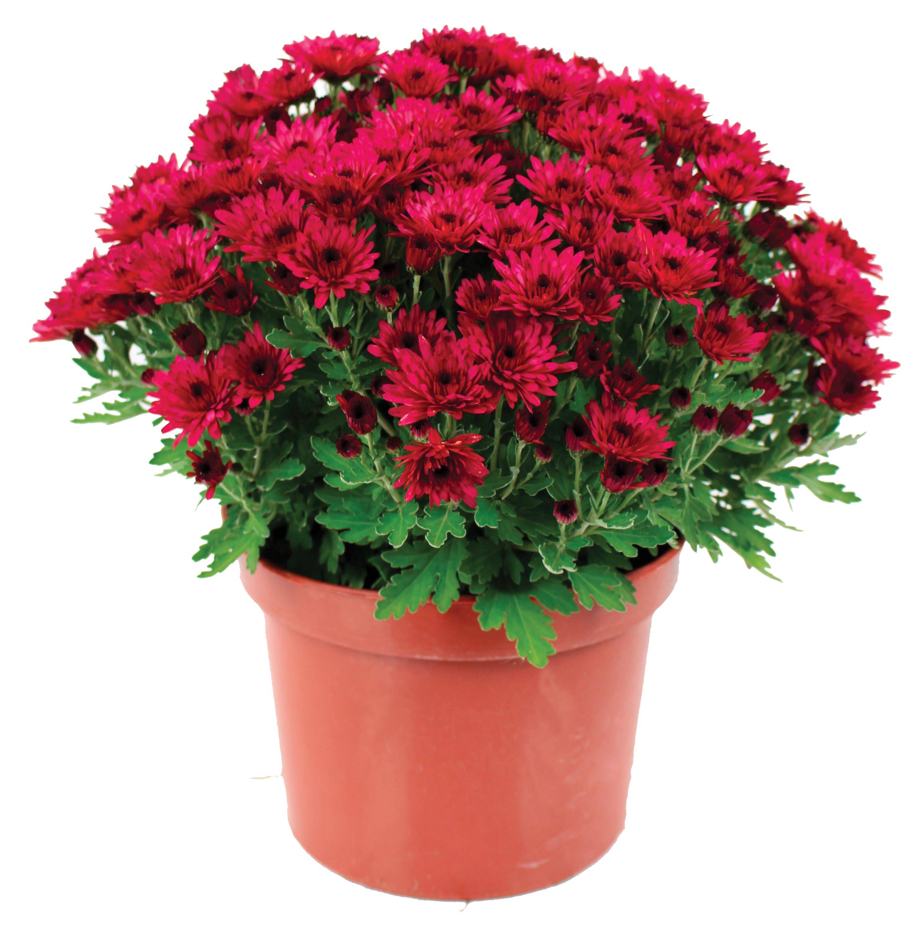 Fleuron D'Anjou - Chrysantheme pompon  pot 19 cm d45/+ - Image 3