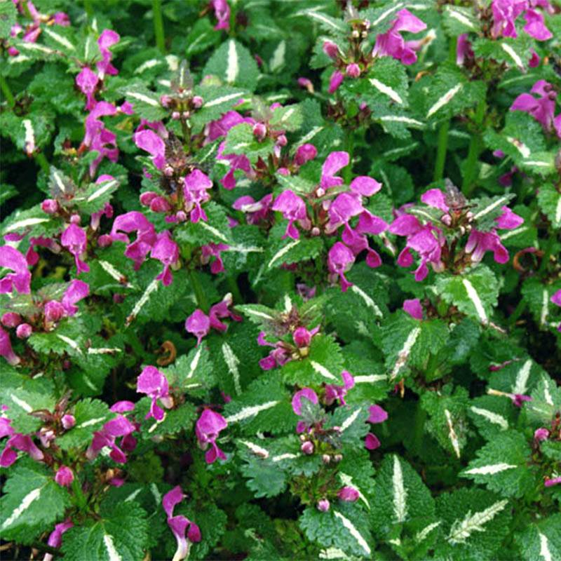 Promesse de Fleurs - Lamium maculatum Roseum -  Lamier maculé rose Godet de 8/9 cm