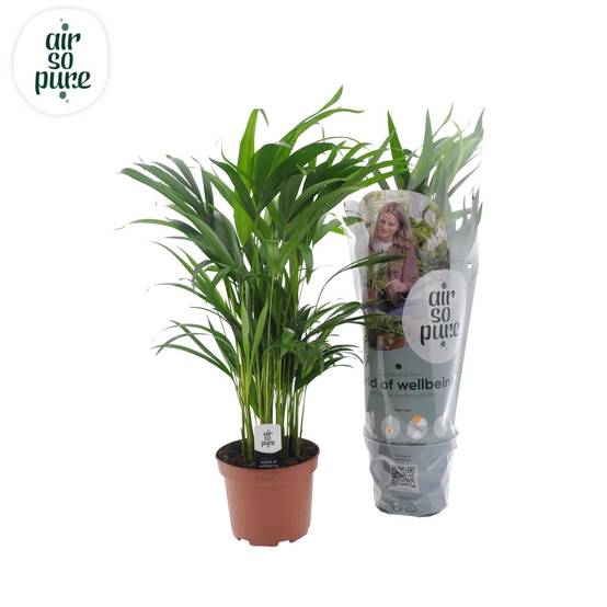 Dypsis Lutescens - D17 H65cm