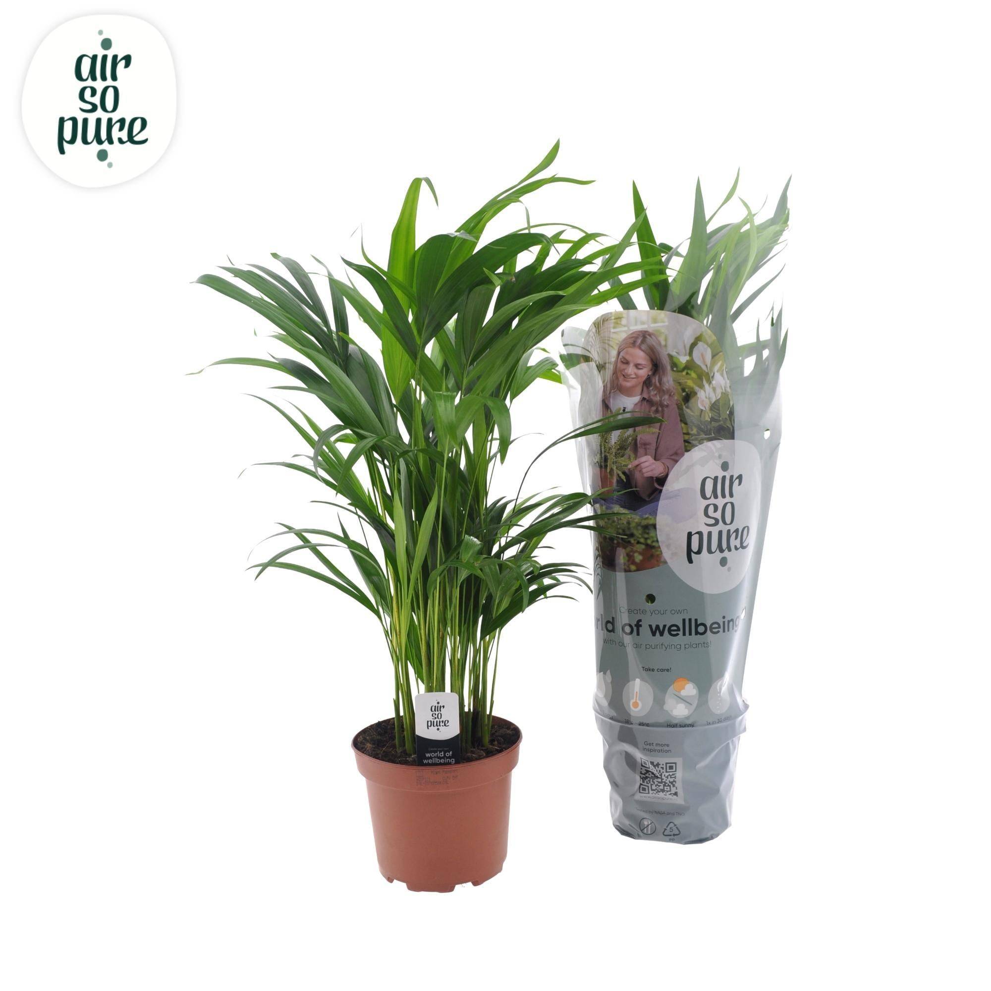 Dypsis Lutescens - D17 H65cm