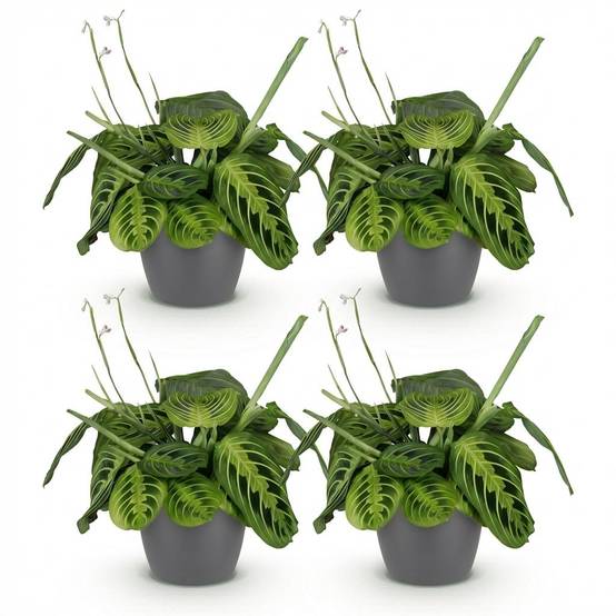 Maranta Fascinator Lemon Vert Clair - H35cm - Image 2