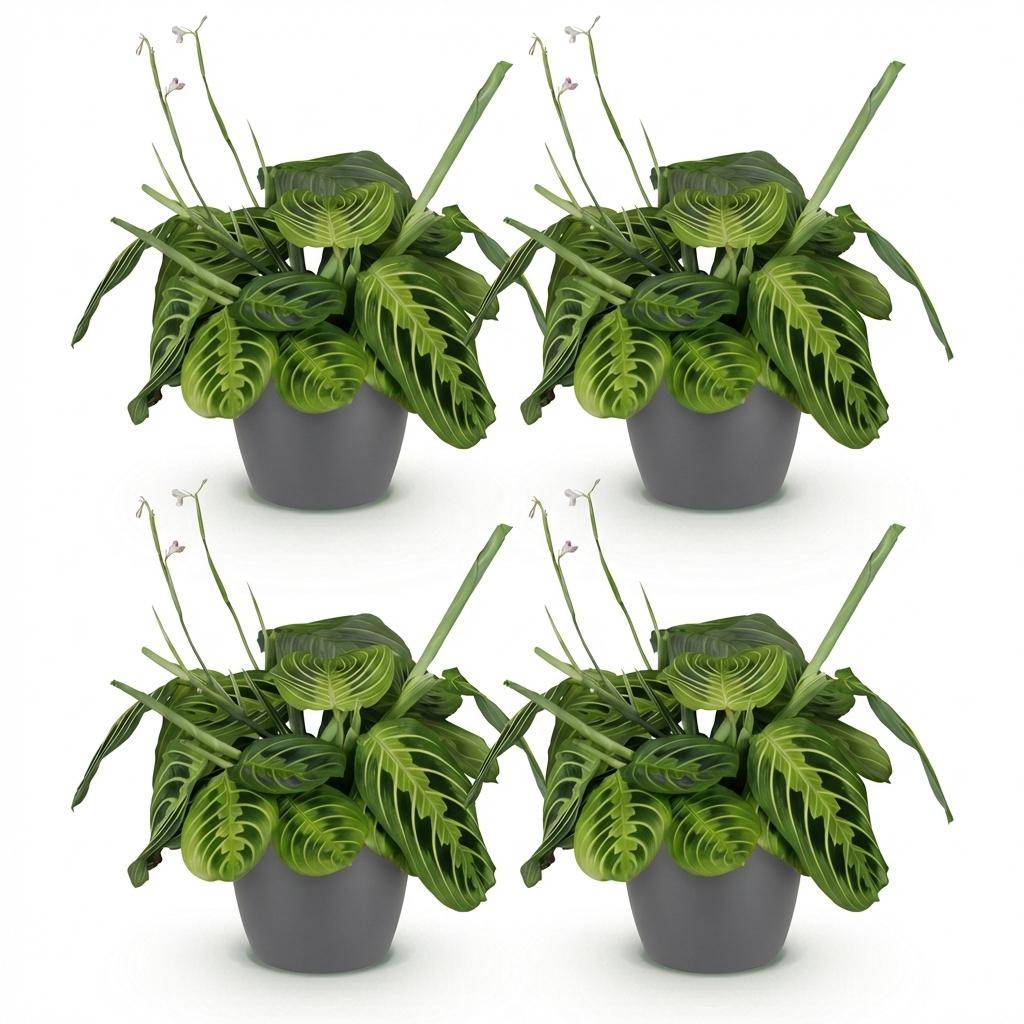 Maranta Fascinator Lemon Vert Clair - H35cm - Image 2
