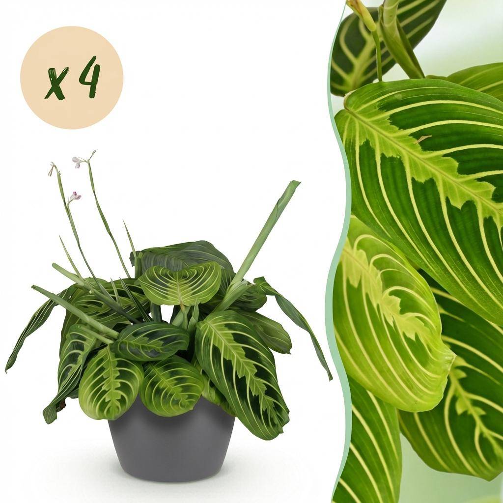 Maranta Fascinator Lemon Vert Clair - H35cm - Image 3