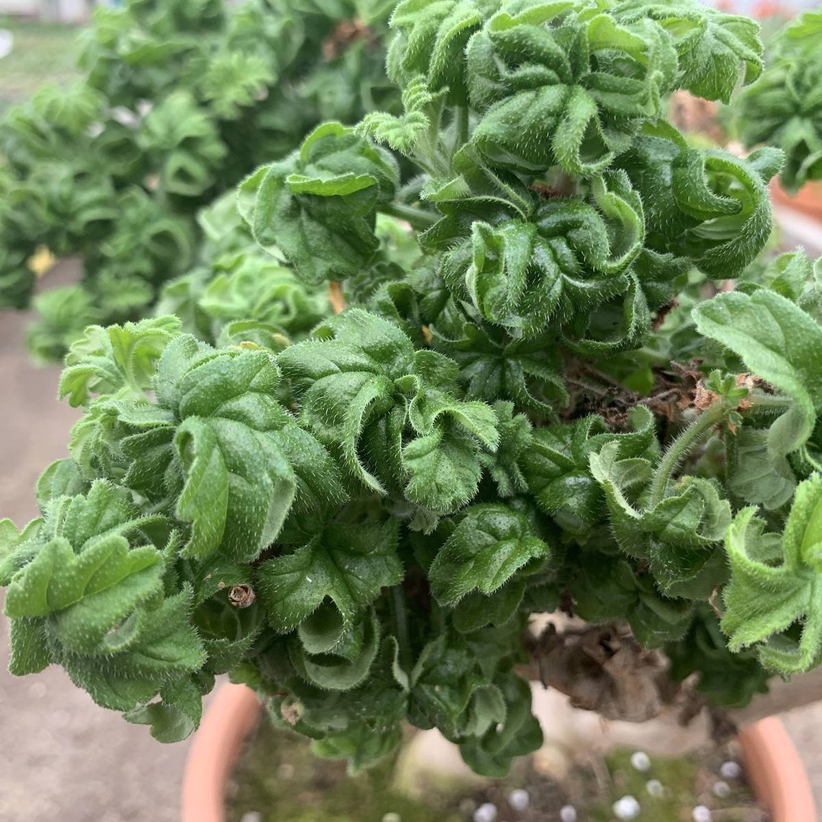Pelargonium odorant graveolens Bontrosaï - Géranium parfum rose citron Godet de 8/9 cm