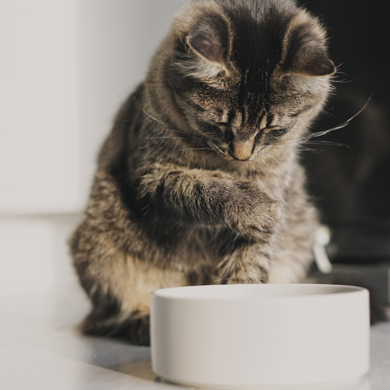 Eukanuba - Eukanuba - Pâtées Sans Céréales à l'Agneau pour Chat - Image 2