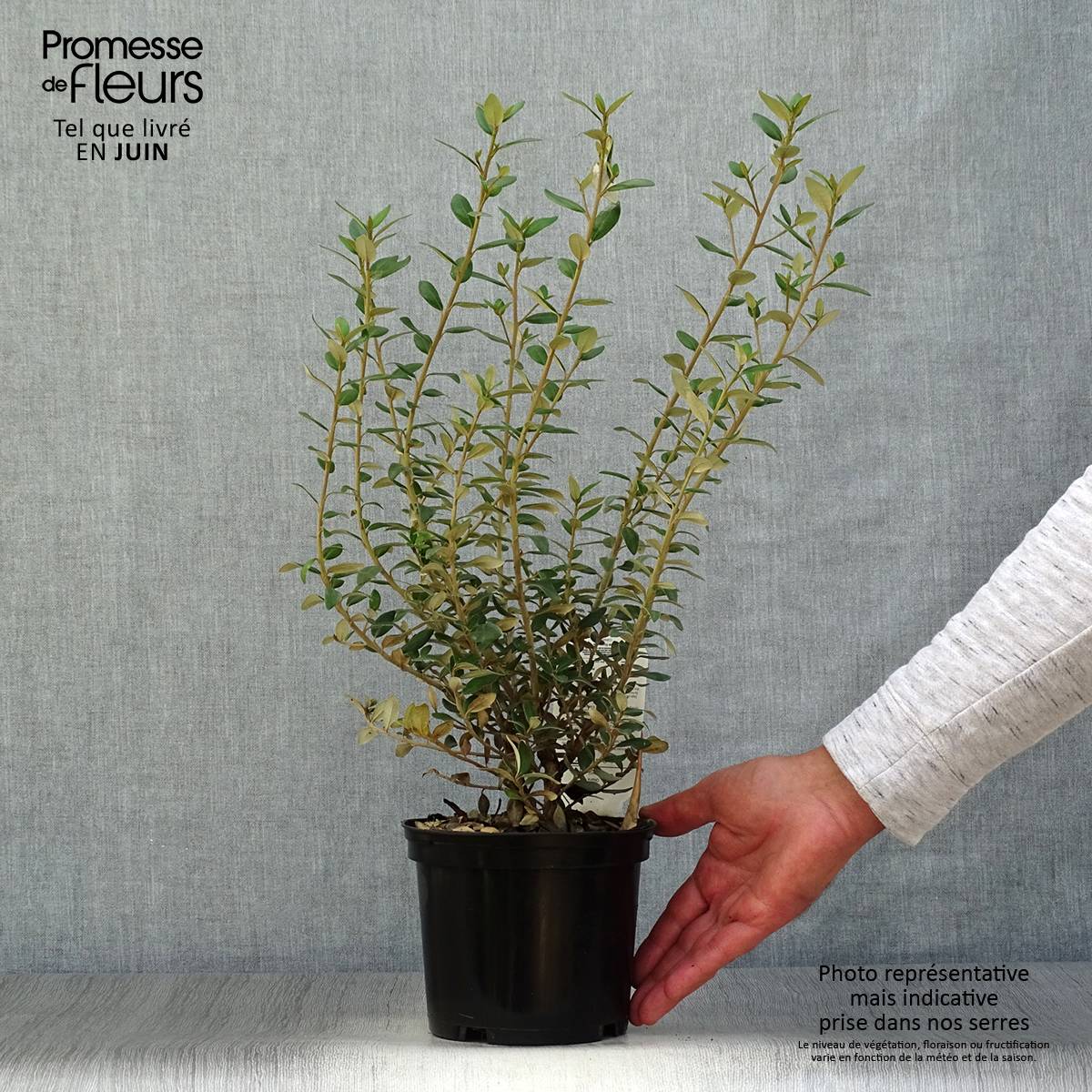 Olearia (x) haastii - Aster en arbre Pot de 2L/3L - Image 2