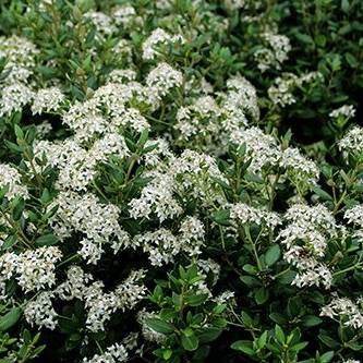 Olearia (x)  haastii - Aster en arbre Pot de 2L/3L - Image 1