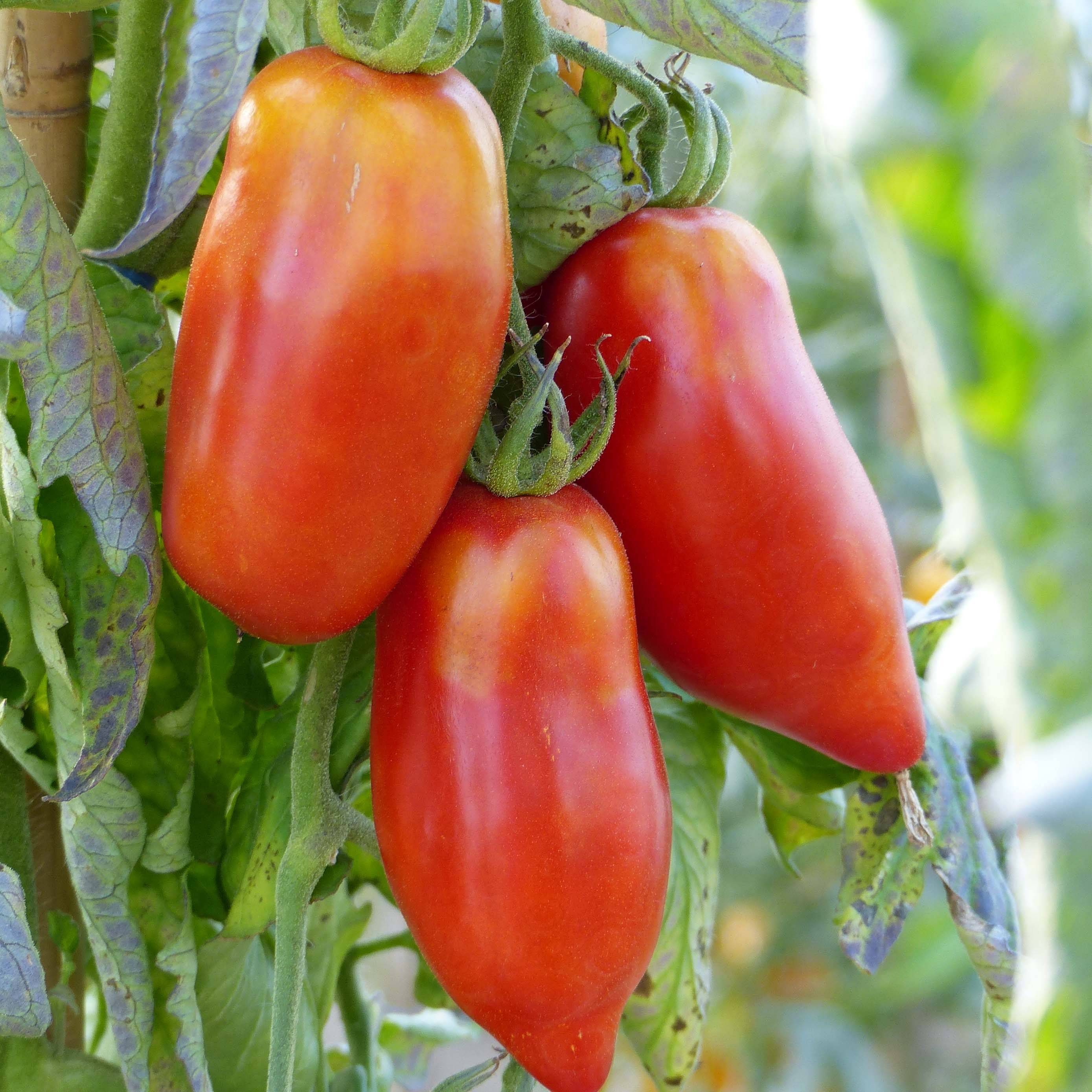 Promesse de Fleurs - Tomate Cornue des Andes - Tomate poivron Marque Promesse de Fleurs