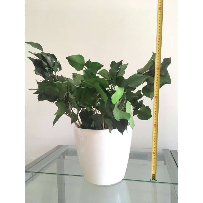 Plante Naturelle Stabilise Hedera - Plante stabilise - Plante d'intrieur  - 20 cm - Gamm vert