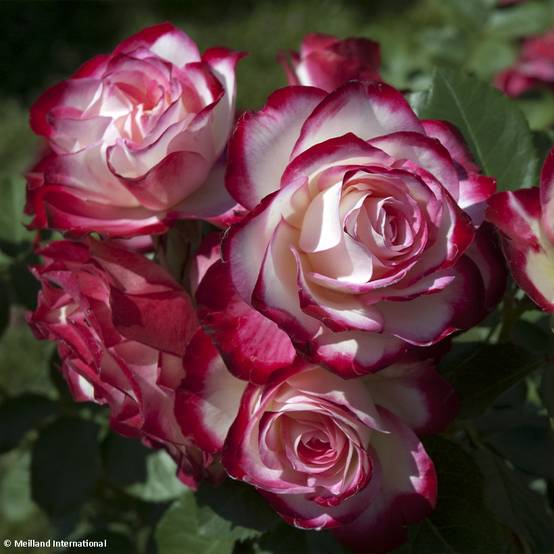 Promesse de Fleurs - Rosier Jubilé du Prince de Monaco Pot de 4L/5L