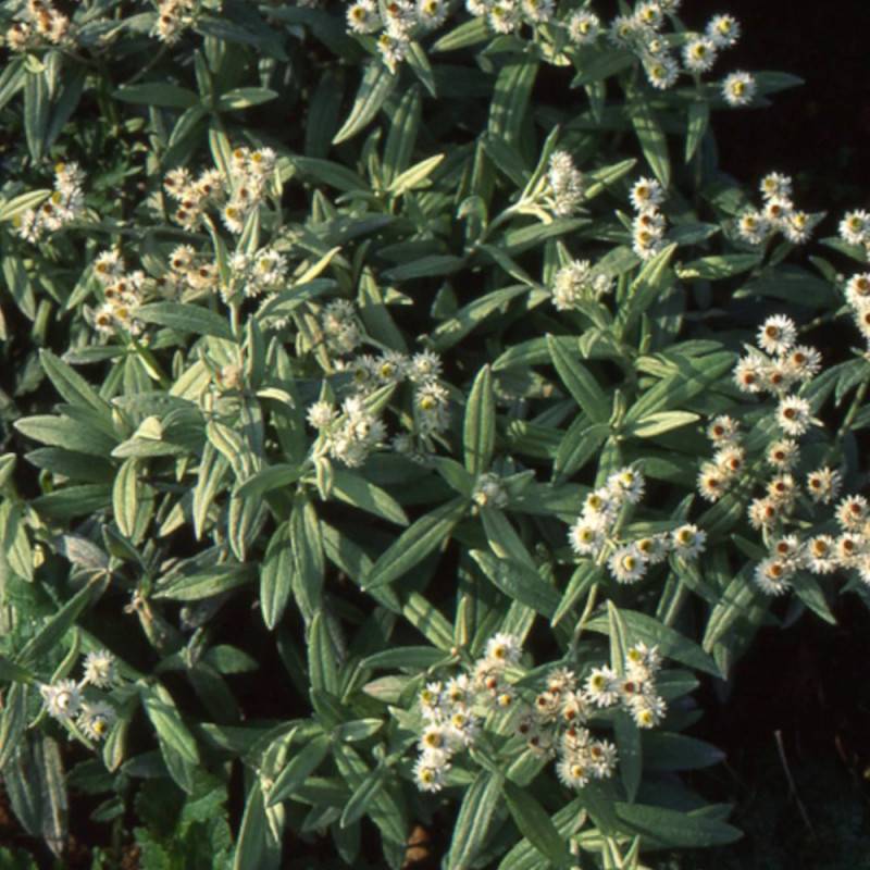 Immortelle de l'Himalaya à fleurs Blanche/ - feuillage Caduc - Lot de 3 godets - Image 2