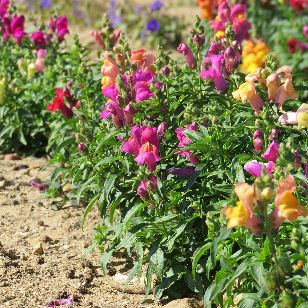 Graines de Muflier nain Magic Carpet Mix - Antirrhinum majus le sachet de 2550 graines environ (0,4g)