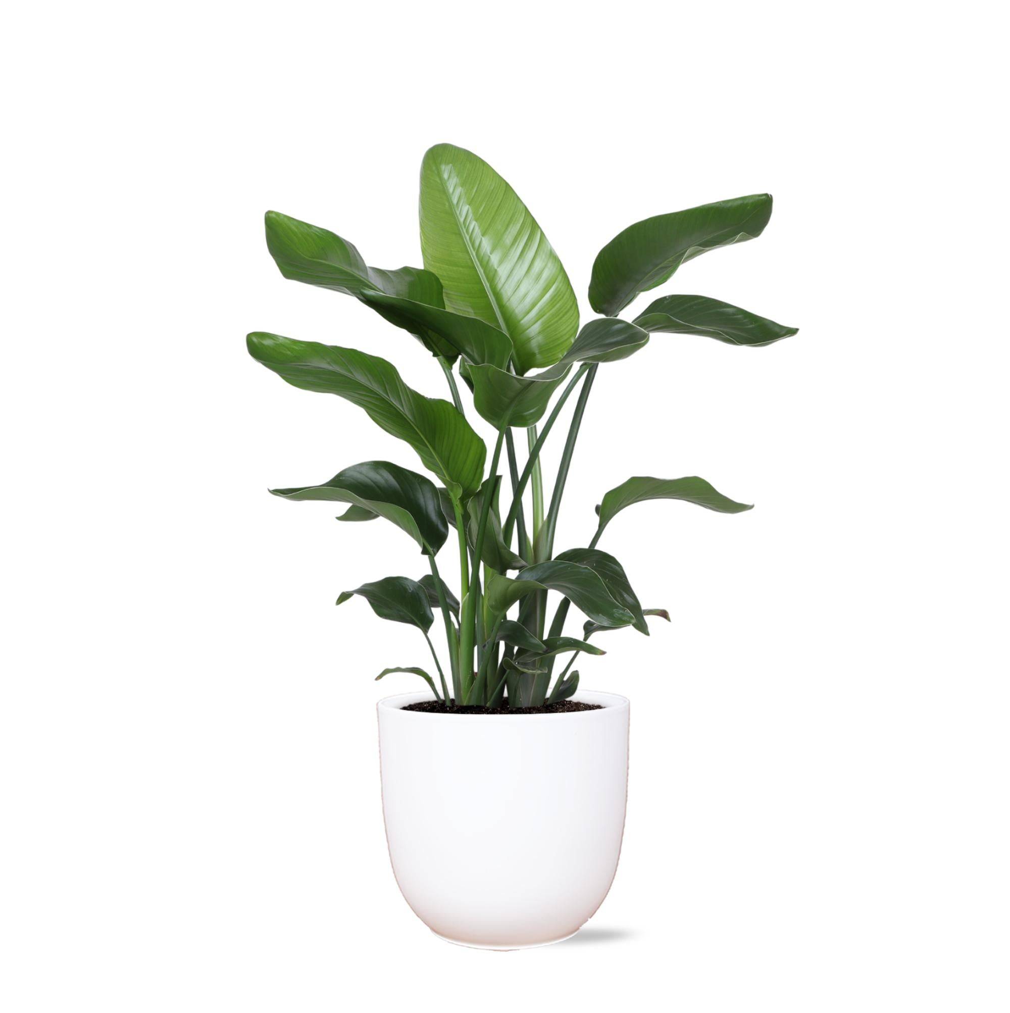 Strelitzia Nicolai et son pot- La Green Touch Blanc - Hauteur 80cm