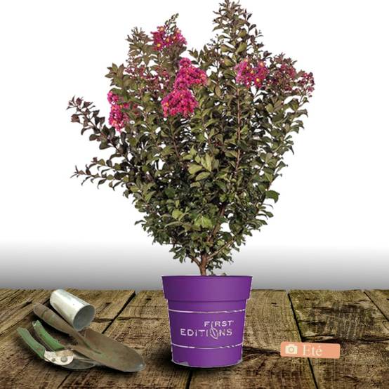 Lilas des indes Plum Magic®, Lagerstroemia à fleurs Rose/Rouge - feuillage Caduc - Pot de 7,5L - 80/100 cm - Image 5