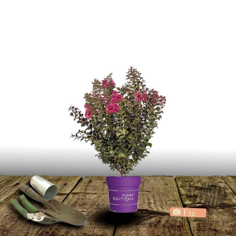 Lilas des indes Plum Magic®, Lagerstroemia à fleurs Rose/Rouge - feuillage Caduc - Pot de 7,5L - 80/100 cm - Image 6