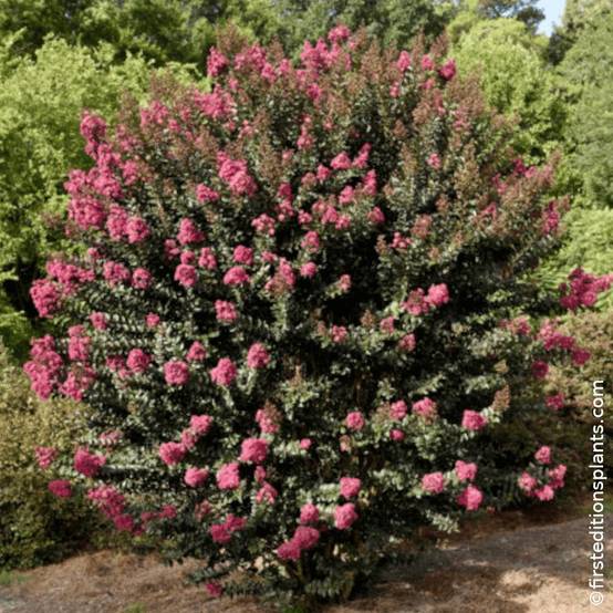 Lilas des indes Plum Magic®, Lagerstroemia à fleurs Rose/Rouge - feuillage Caduc - Pot de 7,5L - 80/100 cm - Image 1