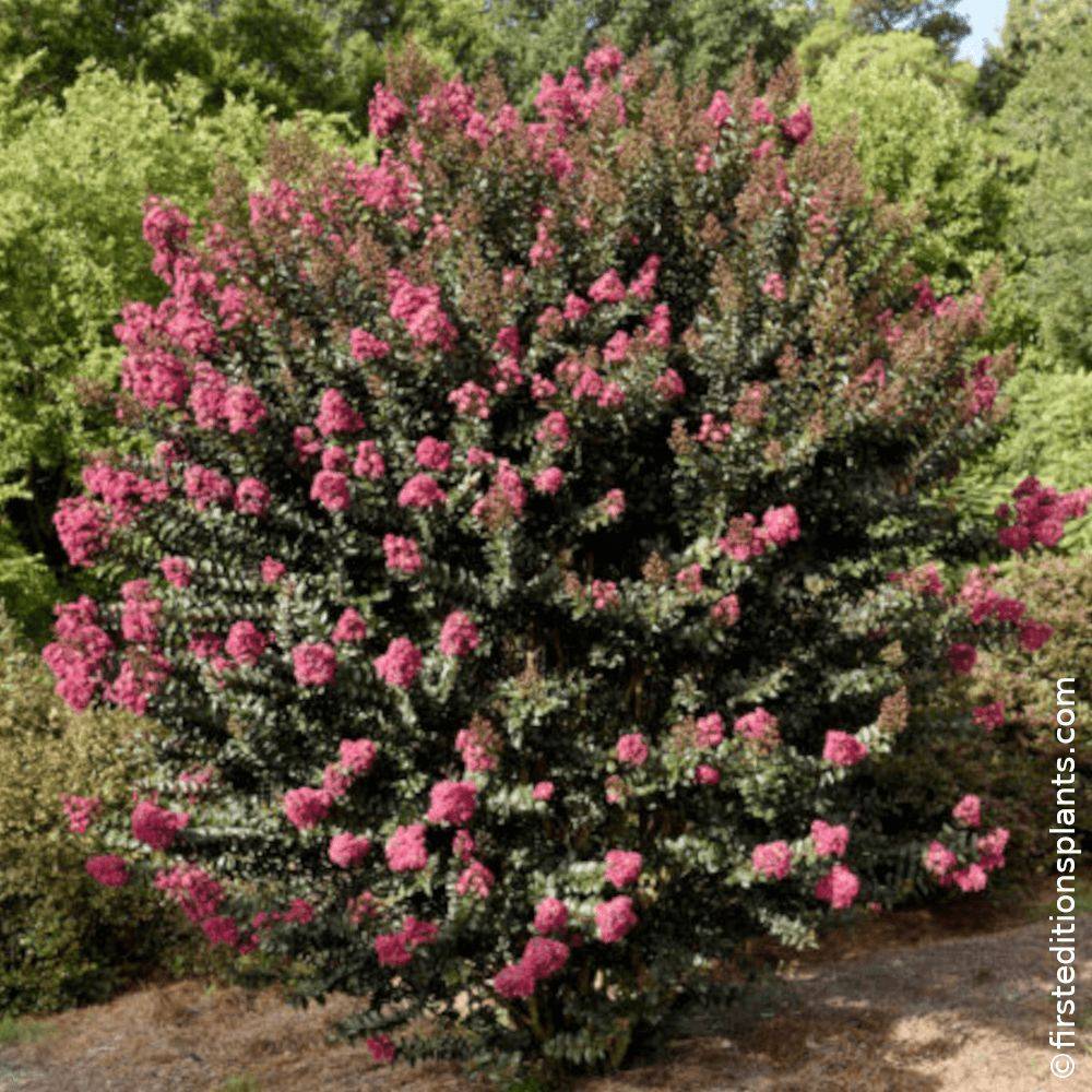 Lilas des indes Plum Magic®, Lagerstroemia à fleurs Rose/Rouge - feuillage Caduc - Pot de 7,5L - 80/100 cm - Image 1