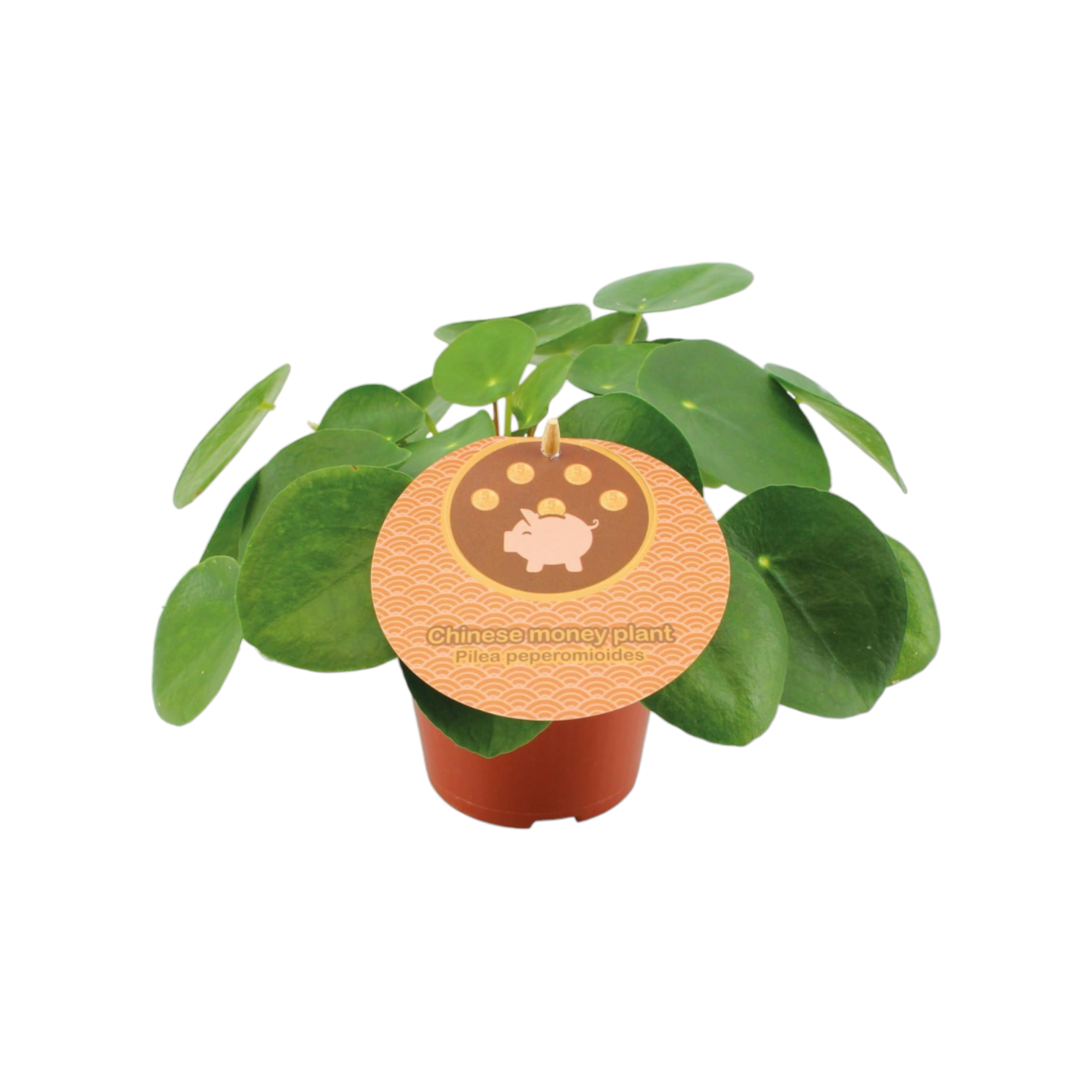 Pilea Peperomioides 20cm - Plante d'intérieur- La Green Touch