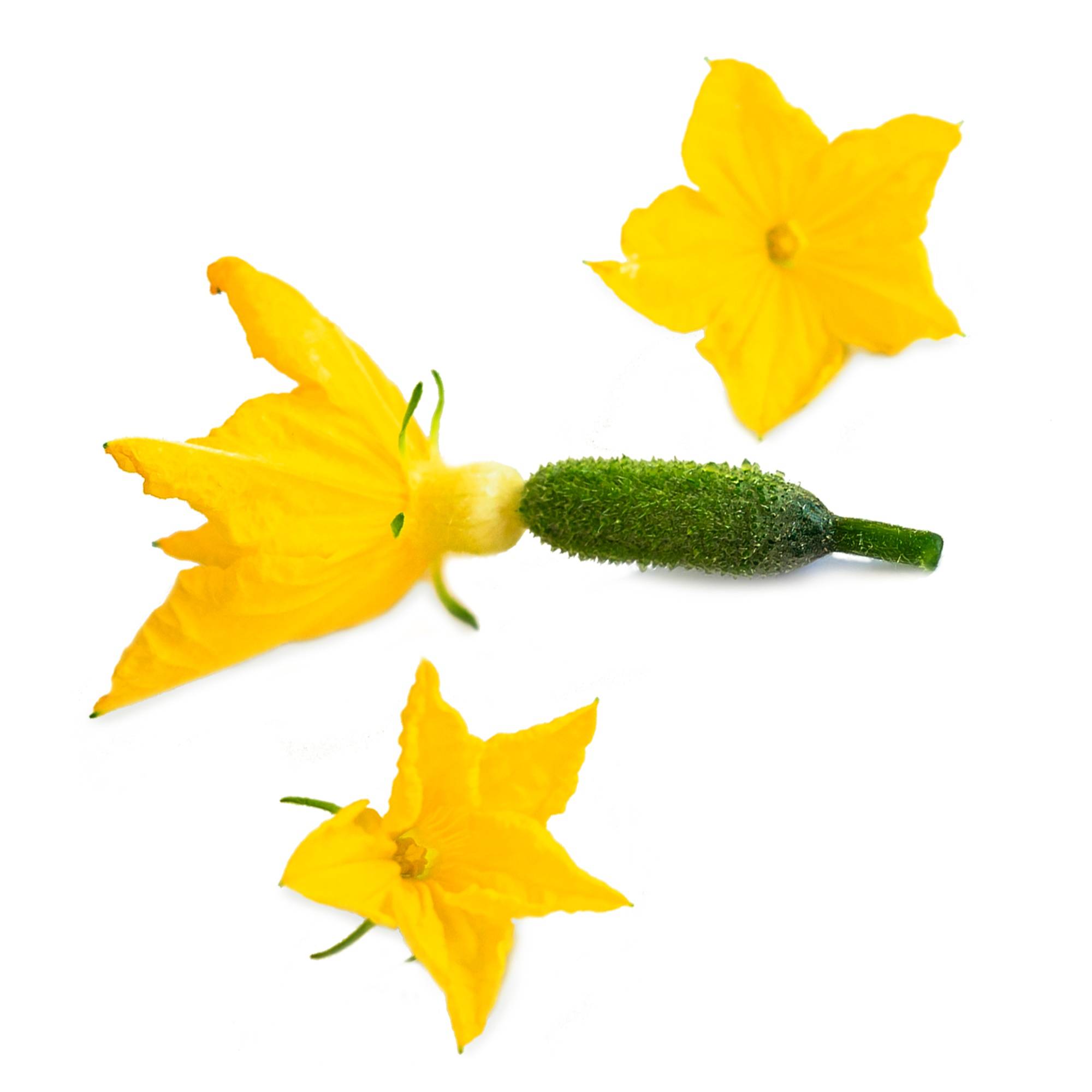 Veritable - Lingot Fleur de cornichon - Recharge prête à l'emploi - Véritable - Image 2
