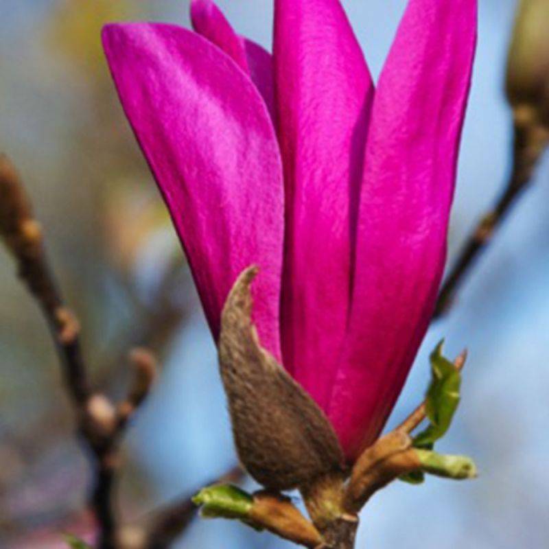 Magnolia 'Susan' (Magnolia 'Susan') - Godet 9cm - Pépinières Naudet - Image 1
