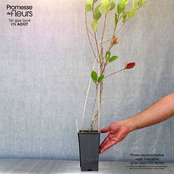 Aronia prunifolia Viking Pot de 1,5L/2L - Image 2