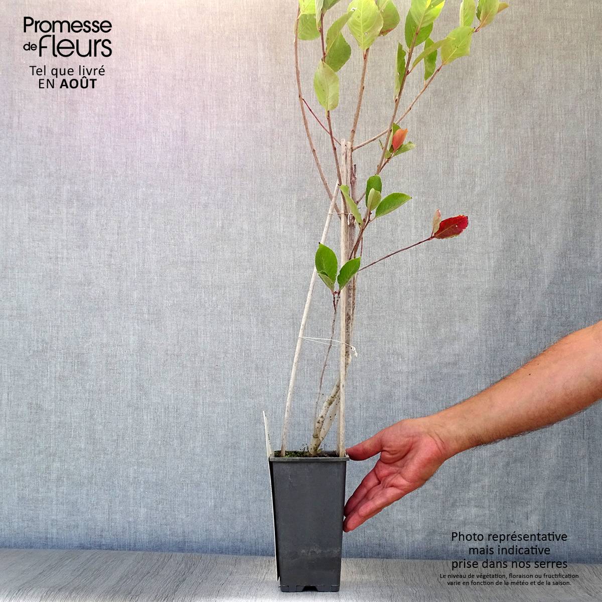 Aronia prunifolia Viking Pot de 1,5L/2L - Image 2