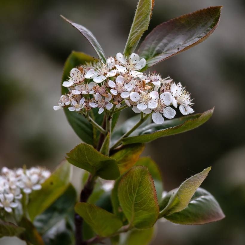 Aronia prunifolia Viking Pot de 1,5L/2L - Image 1