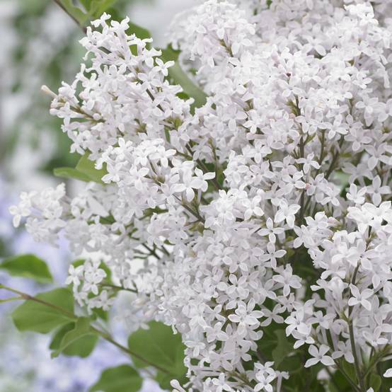 Lilas nain - Syringa meyeri Flowerfesta White Pot de 3L/4L - Image 1