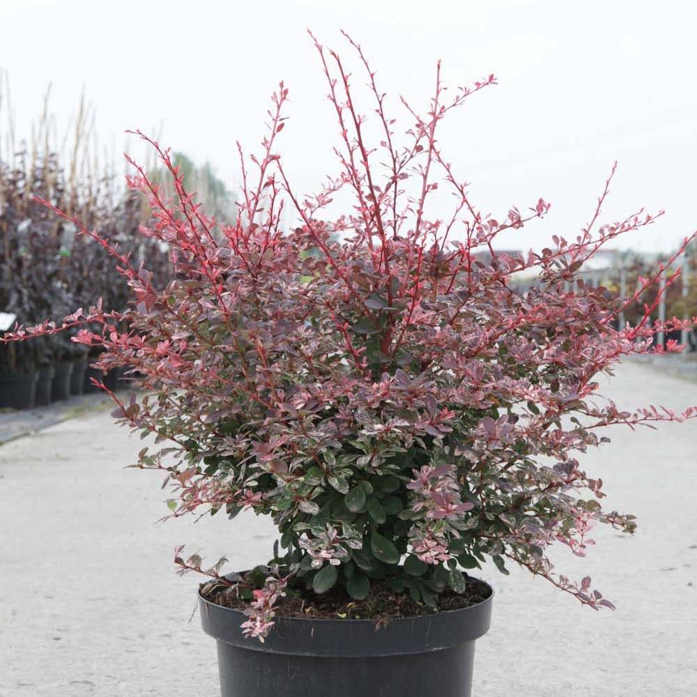 Berberis thunbergii Harlequin - Epine-vinette Pot de 2L/3L - Image 1