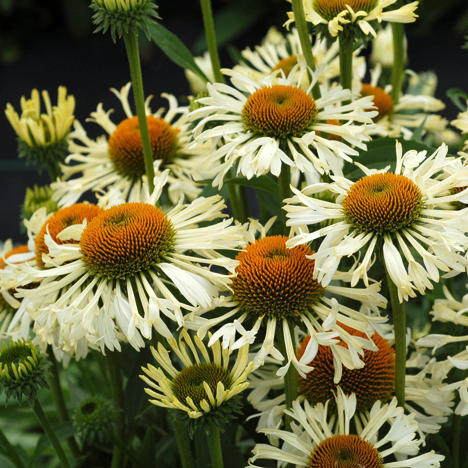 Promesse de Fleurs - Echinacea Ferris Wheels - Echinacée Godet de 8/9 cm